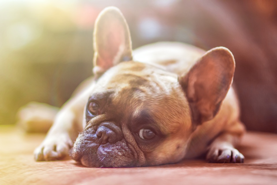 Francoski buldog – idealen družinski pes za življenje v stanovanju